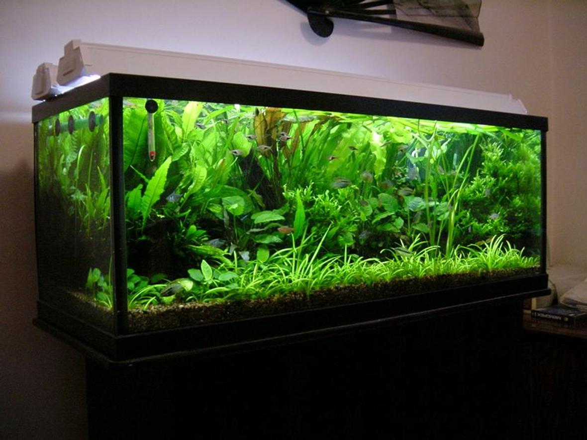 planted tank (mostly live plants and fish) - 65 Gallon (48x18x18), fully planted tank 100% flourite. Low Tech, Low Cost Aquarium. 4x40W GE bulbs, with DIY CO2. rbrtng@gmail