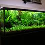 planted tank (mostly live plants and fish) - 65 Gallon (48x18x18), fully planted tank 100% flourite. Low Tech, Low Cost Aquarium. 4x40W GE bulbs, with DIY CO2. rbrtng@gmail