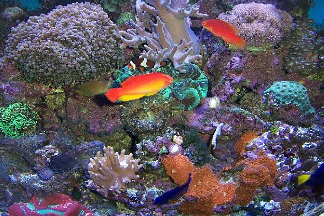 corals inverts - favites sp. - brain coral, favites