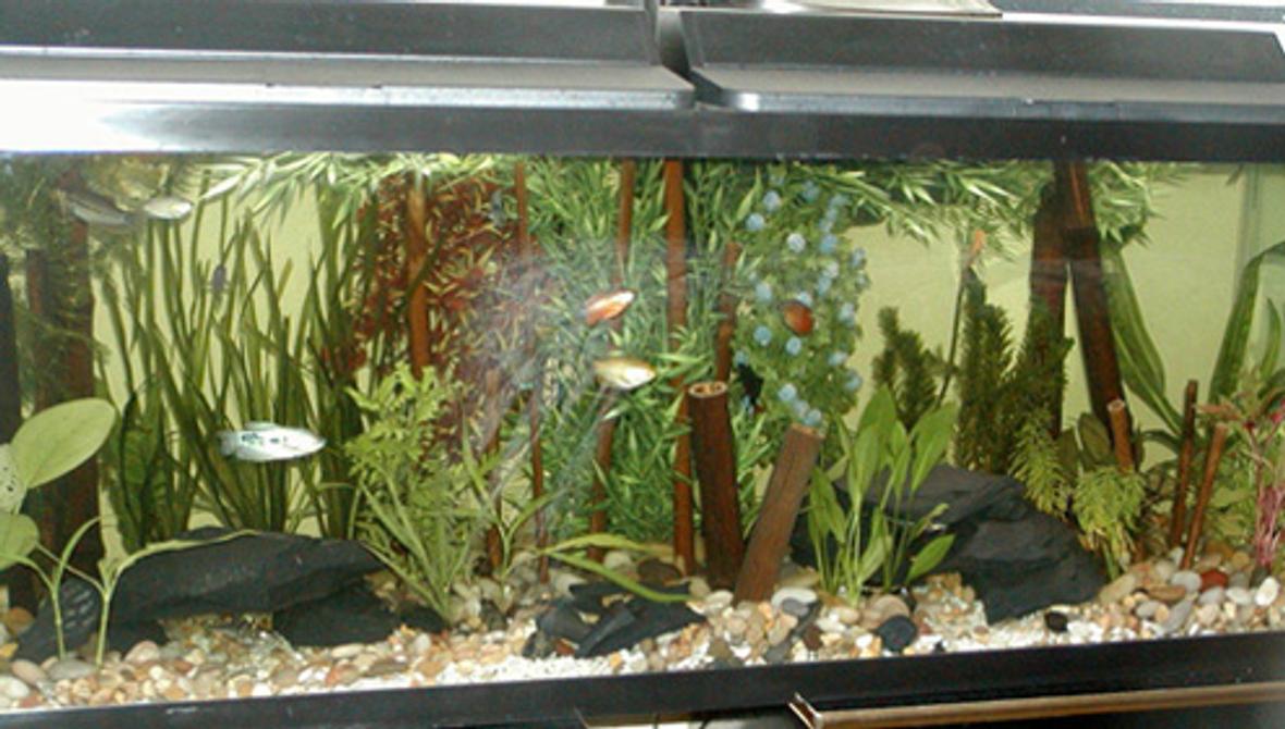 freshwater fish tank (mostly fish and non-living decorations) - Size: 20g Fish: 11 silver tipped tetra 5 corydoras panda 1 bristlenose 6 marbled hattchetfish (soon mowing to new home)