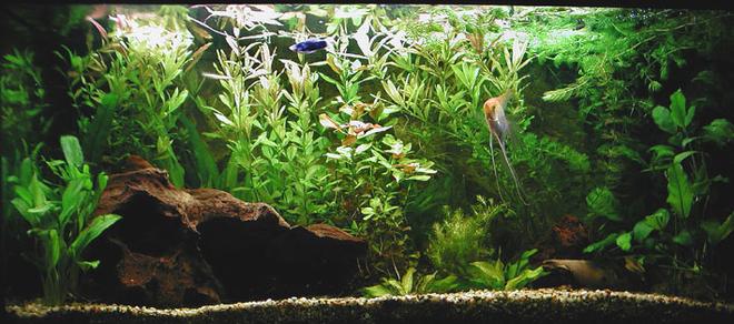 planted tank (mostly live plants and fish) - only 2 months in aqualand