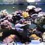 reef tank (mostly live coral and fish) - 72 bowfront reef