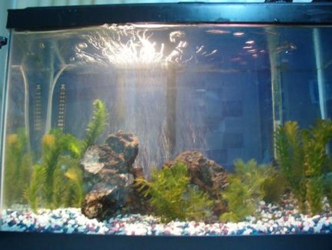 freshwater fish tank (mostly fish and non-living decorations) - New at the fish thing...getting ideas for my own tank!