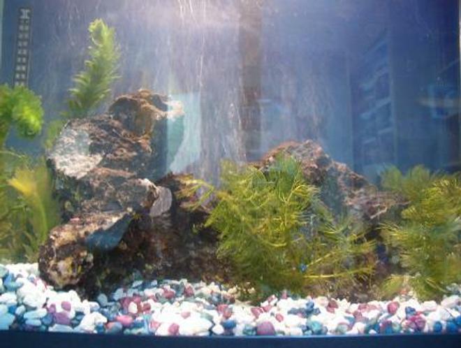 freshwater fish tank (mostly fish and non-living decorations) - New at the fish thing...getting ideas for my own tank!