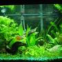 20 gallons planted tank (mostly live plants and fish) - plants include: moneyworts, java fern, brazil sword, a water sprite, an assorted sword plant, a lutea, micro swords, anubius nana, narrow leaf chain sword and bananna plants. My fish include 1 black skirt tetra, 2 dwarf gouramis, 2 fire red dwarf gouramis, 1 yellow tailed botia, 1 pleco, 1 chinese algae eater and 3 neon tetras. I keep the water at 75 degrees F, DIY CO2, 65 watt 6700K light. please leave feedback and suggestions.