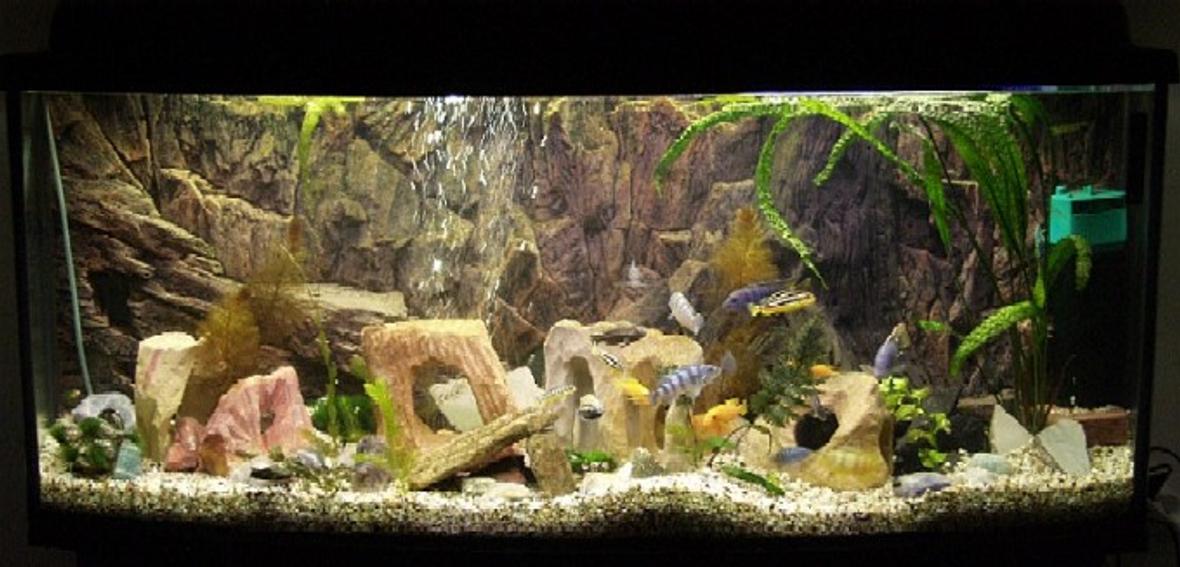 planted tank (mostly live plants and fish)