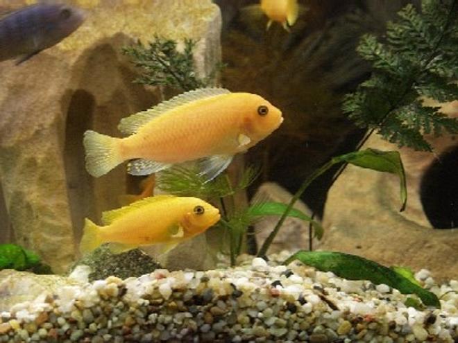 freshwater fish - pseudotropheus estherae - red zebra cichlid