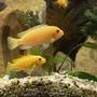 freshwater fish - pseudotropheus estherae - red zebra cichlid