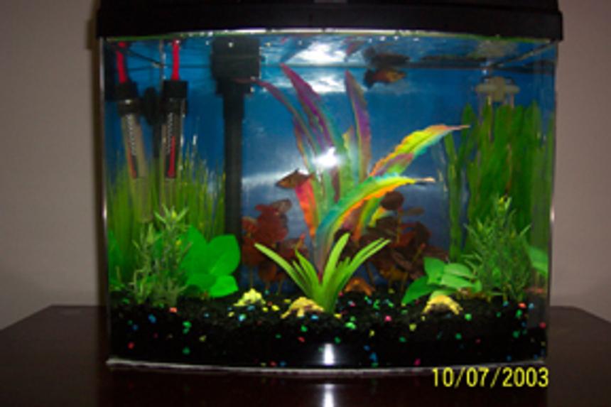 Rated #3948: Freshwater Fish Tank
