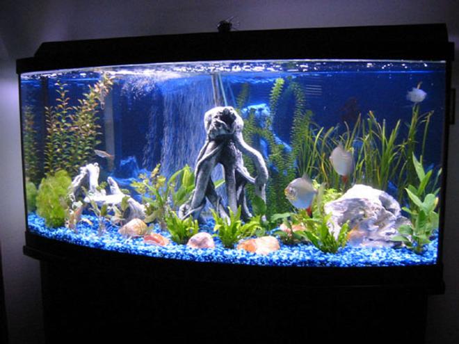 freshwater fish tank (mostly fish and non-living decorations)