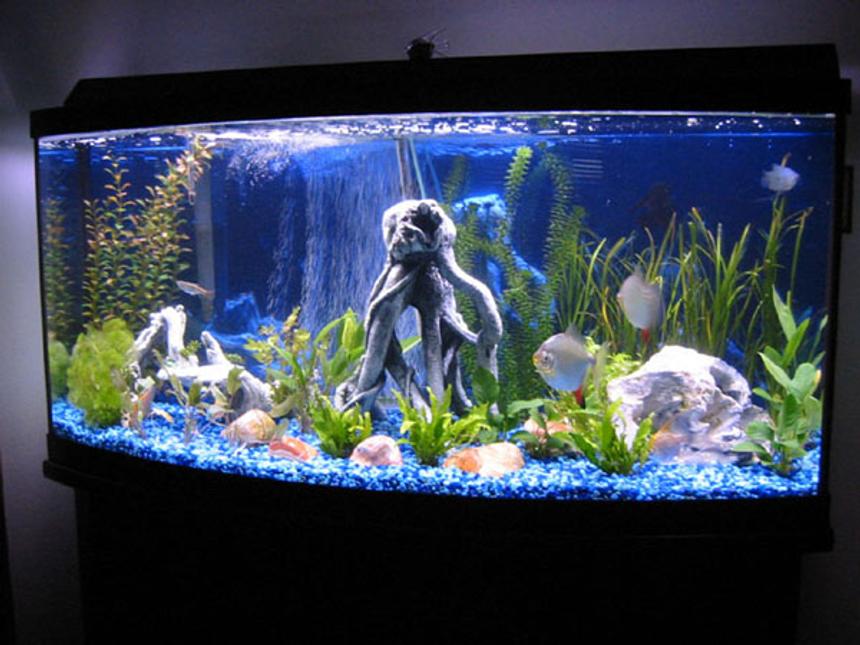 Rated #1253: Freshwater Fish Tank