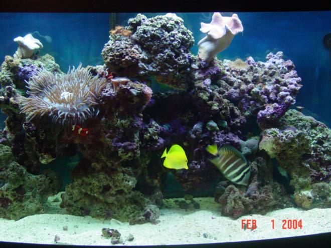 72 gallons reef tank (mostly live coral and fish)