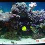 72 gallons reef tank (mostly live coral and fish)