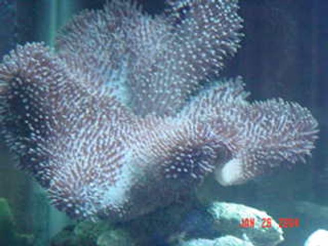 corals inverts - heliopora coerulea - blue ridge coral stocking in 72 gallons tank