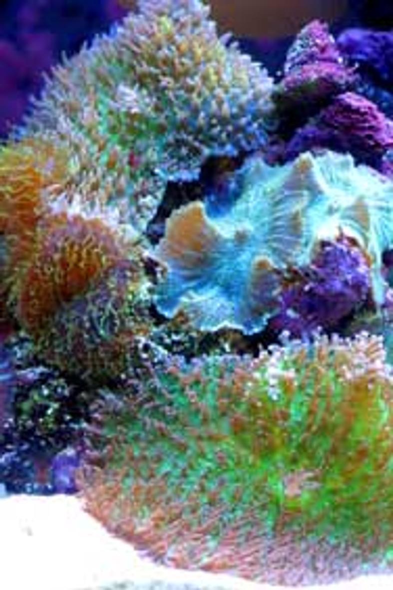 corals inverts - actinodiscus sp. - green striped mushroom - Large mushroom soft corals