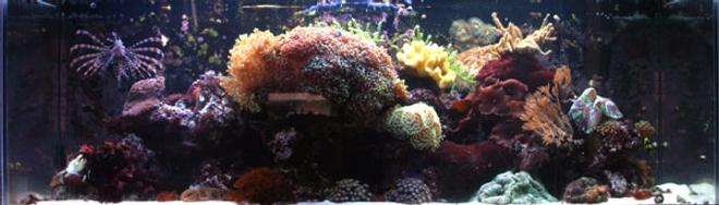 corals inverts - sarcophyton elegans - yellow fiji leather coral - Large mushroom soft corals