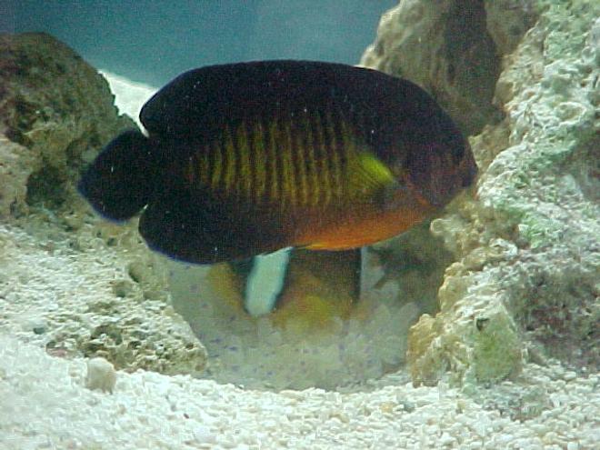 saltwater fish - centropyge bispinosa - coral beauty angelfish