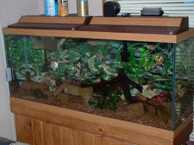 freshwater fish - pterophyllum sp. - koi angel