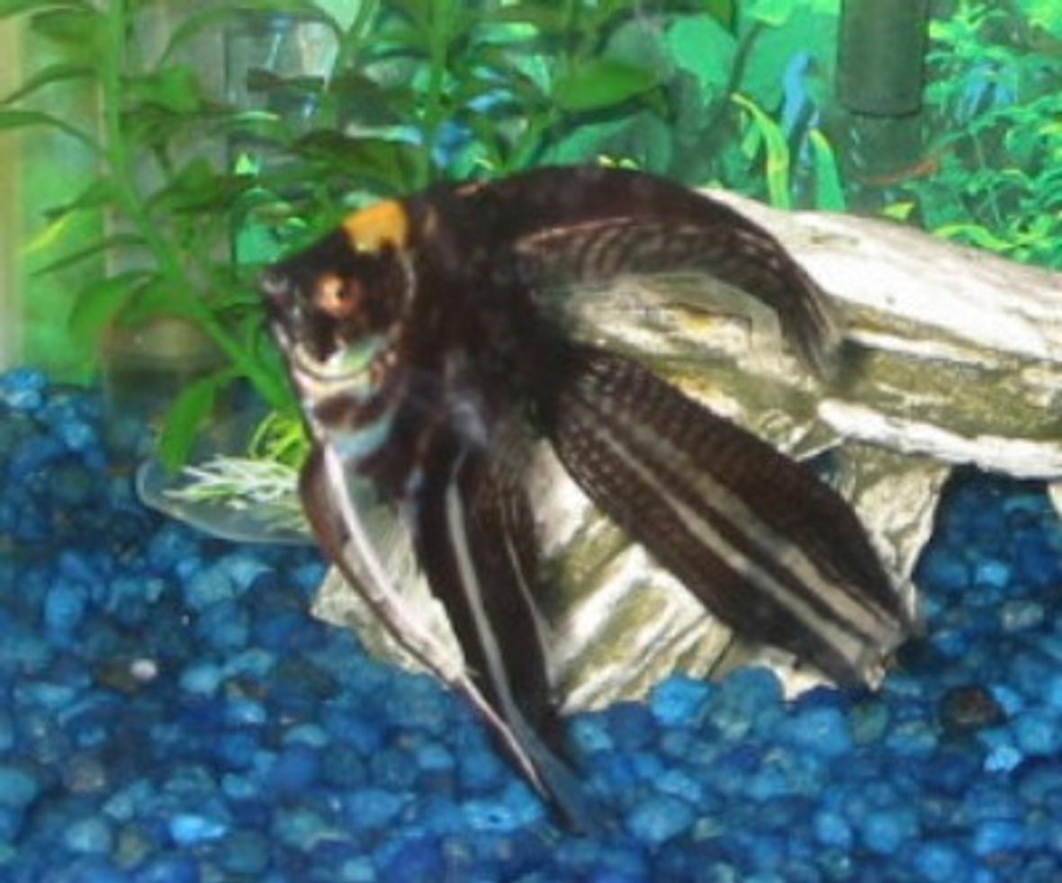 freshwater fish - pterophyllum sp. - marble veil angel