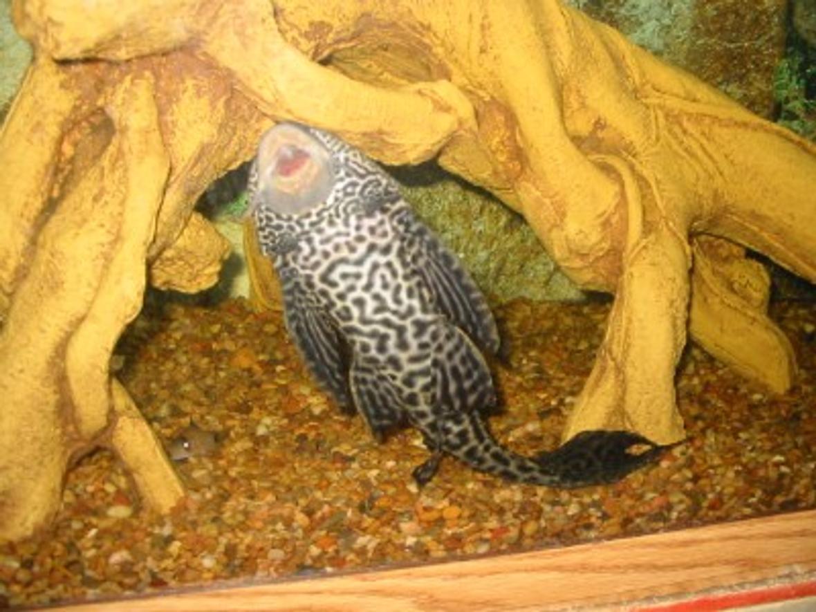 freshwater fish - glyptoperichthys gibbiceps - sailfin pleco (l-83)