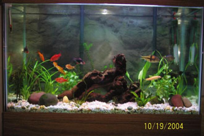 freshwater fish tank (mostly fish and non-living decorations) - 30 gl..2 g.t barb 2 gold barb 3 rosey barb 1 columbian tetra 1 algae eater 1 spanner barb 

6 gl....10 neon 1 otto