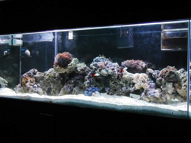 reef tank (mostly live coral and fish)