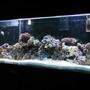 reef tank (mostly live coral and fish)