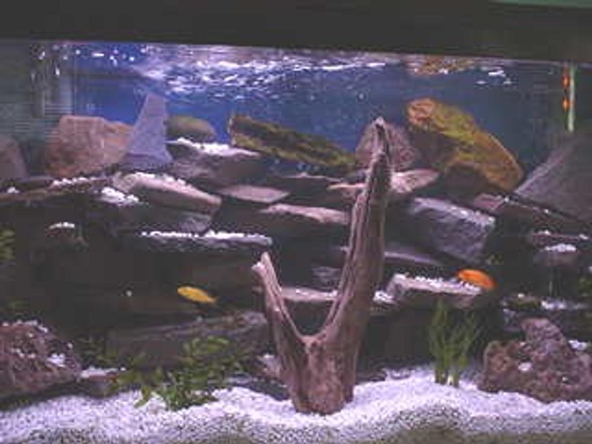 33 gallons freshwater fish tank (mostly fish and non-living decorations) - I love Chiclid tanks, espescially ones that are heavly planted and have numerouse rock outcrops and caves.
