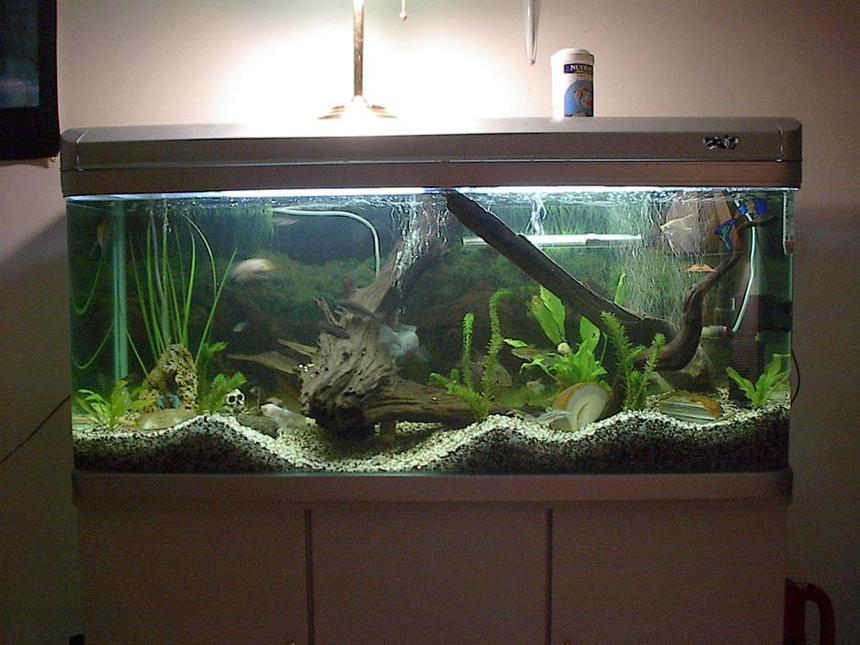 Rated #1086: Freshwater Fish Tank - I am a novice fish keep. I am on my second tank. Only been a hobby for 1.5 years, but it is cool.