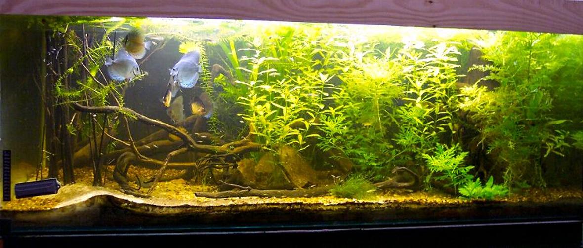 planted tank (mostly live plants and fish) - 800 lts (170 x 80 x 60)