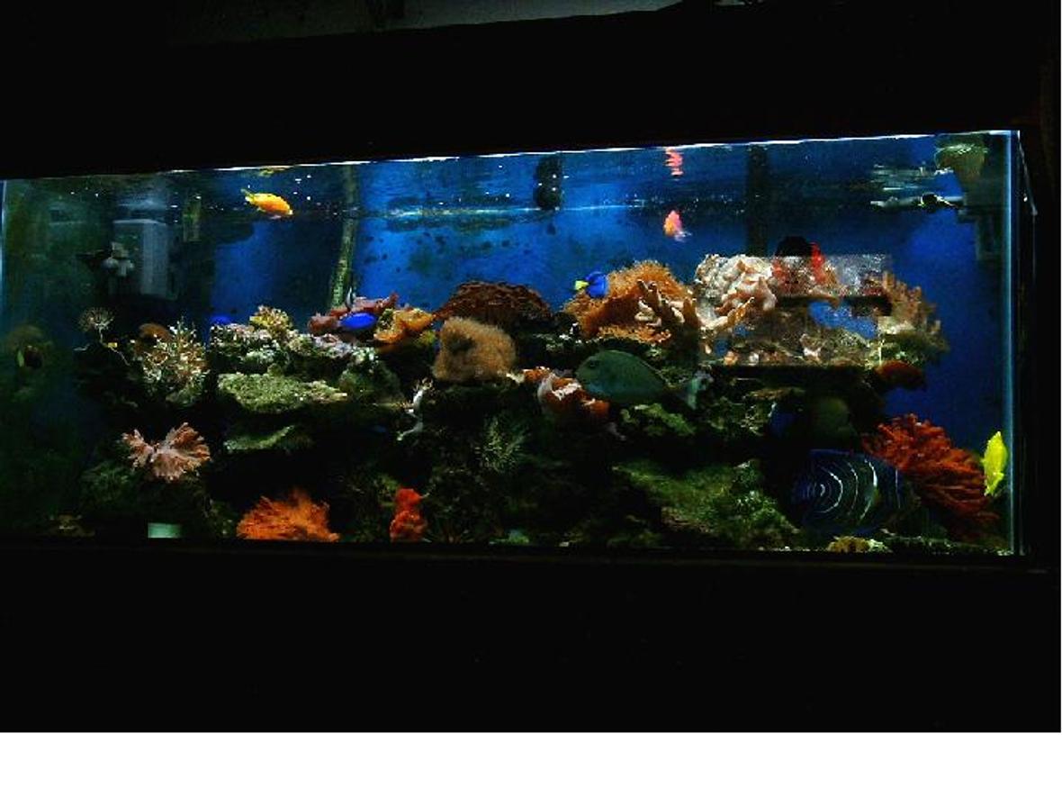 reef tank (mostly live coral and fish) - 1 koran, 1 yellow tail poma female, 1 unicorn tang, 4 damsels, 1 keyhole, 1 potters, 1 clown, 1 yellow wrase, 1yellow and 1 scopa tang, 1 watchman, 1 firefish, 1 bar gobie, 1 anthis, 1 hippo tang, 1 emerald blennie all in a 75-E for 4 years
