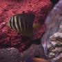 saltwater fish - zebrasoma veliferum - sailfin tang - I have a 120 gallon semi reef tank as my hobby for about 3.5 years.