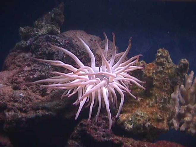corals inverts - condylactis gigantea - condy anemone - I have a 120 gallon semi reef tank as my hobby for about 3.5 years.