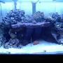 reef tank (mostly live coral and fish) - 130 custom built 1-250w MH w/XM 20k