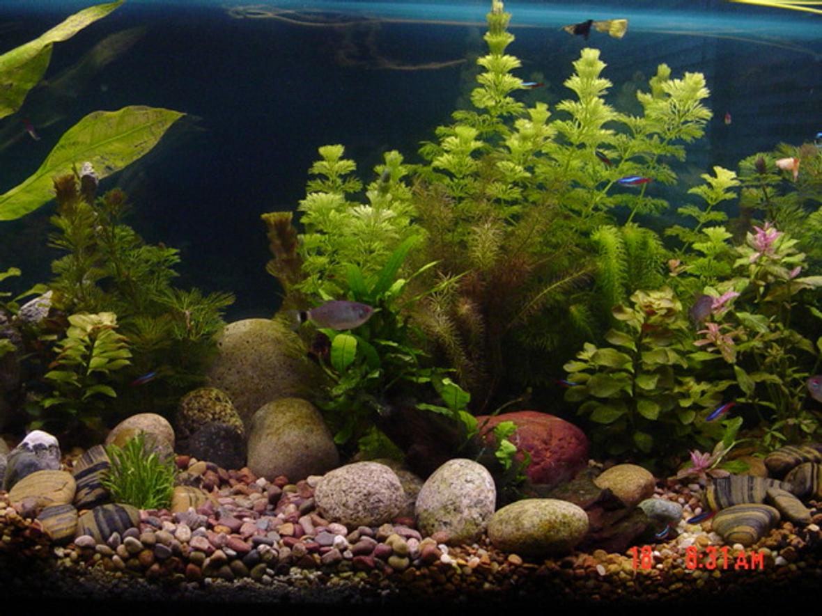 freshwater fish tank (mostly fish and non-living decorations)