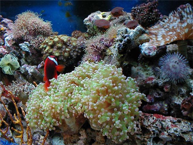 reef tank (mostly live coral and fish) - 100 gallons ,10k invested,with 8 96watts power compact light,2 skimmers,2 404 fluval,4 power heads. at least 60 corals,with 8 fishes,clams,sea urchins