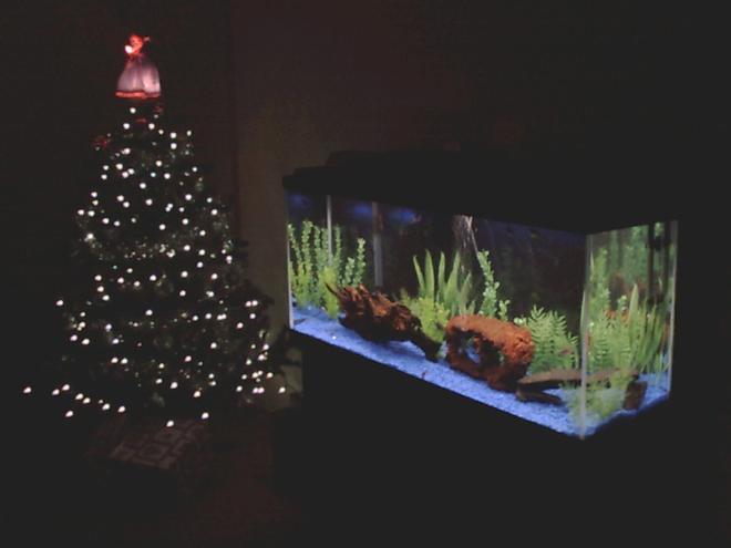 freshwater fish tank (mostly fish and non-living decorations) - 60 Gallon Fresh water tank