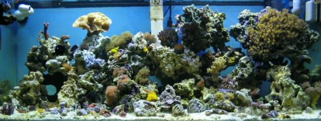 reef tank (mostly live coral and fish) - 36 gallon corner bowfront:canister filter;powersweep powerhead;87 watt power compacts;2-20 watt flourescents;and no skimmer........about 75 lbs. of live rock...corals include 7 different colors of mushrooms including two different colors of elephant ears,5 colors of ricordia,27 different colored colonies of zoo's,1 sarcophyton,2 hammerheads,1 fogspawn,1 blostemus merlotti,yellow polyps,star polyps, 10 inch slipper, derasa clam,assorted snails and crabs,black clown,2 damsels, it's about 5 months old