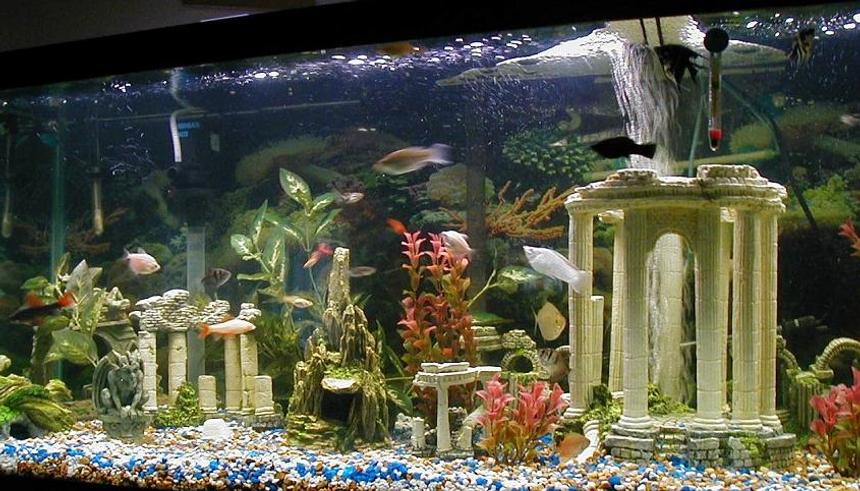 Rated #2697: 135 Gallons Freshwater Fish Tank