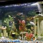 135 gallons freshwater fish tank (mostly fish and non-living decorations)