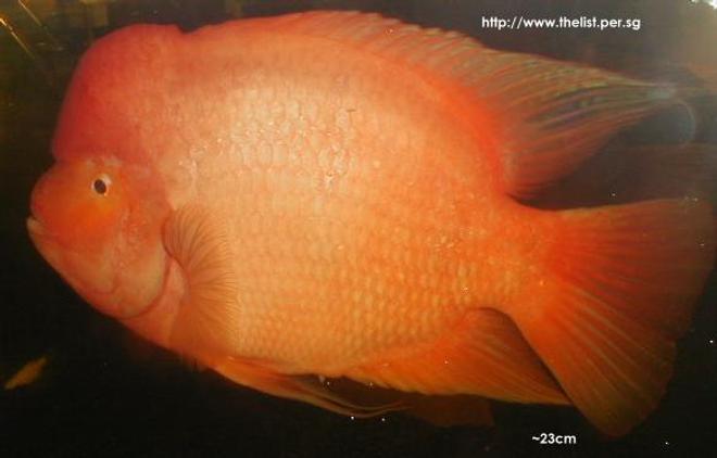 freshwater fish - amphilophus labiatus - red devil