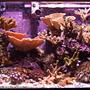 reef tank (mostly live coral and fish) - 20g SPS Nano Reef