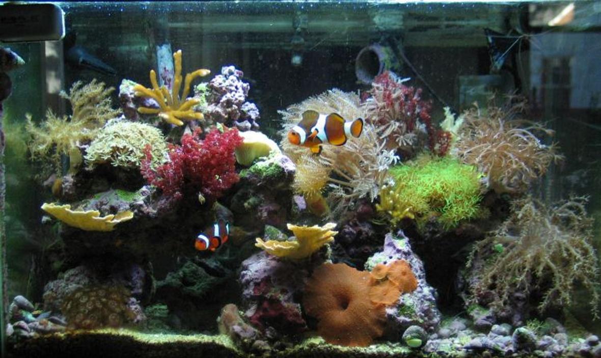 reef tank (mostly live coral and fish) - 20 gallon semi-nano 40 lbs TBS live rock CPR BakPak skimmer 500 gph closed-loop with SCWD Mostly softies, some Montipora