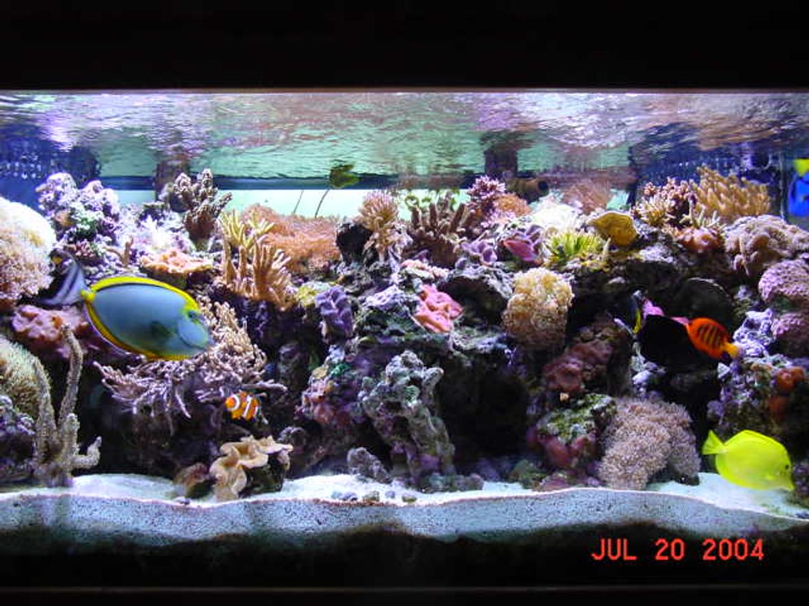 reef tank (mostly live coral and fish) - 120 gal 160lbs live rock 50 gal sump and 30 gal refugium