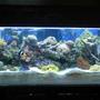 reef tank (mostly live coral and fish) - 90gal reef ready tank with 180 pounds of live rock 7" deep sand bed