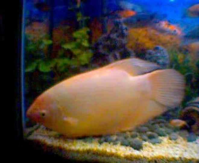 freshwater fish - helostoma temmincki - kissing gourami
