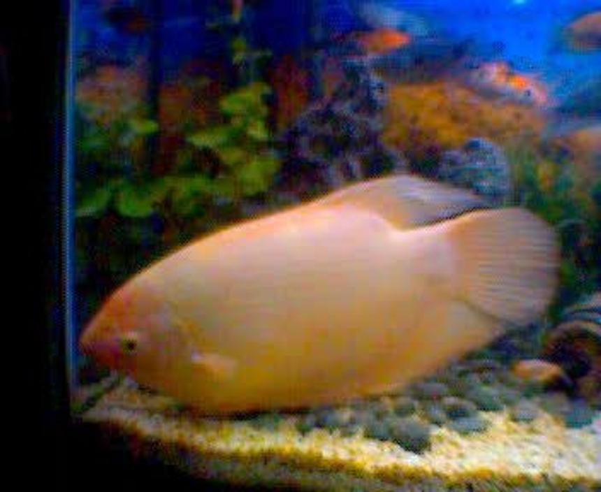 Rated #2319: Freshwater Fish - Helostoma Temmincki - Kissing Gourami