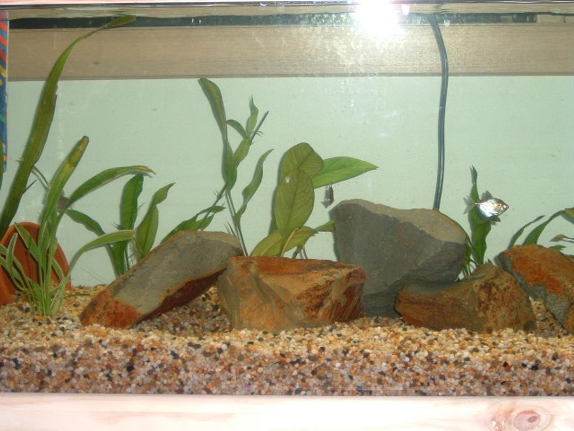 freshwater fish tank (mostly fish and non-living decorations)
