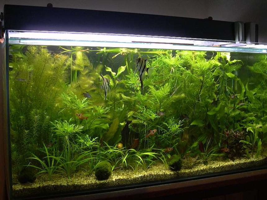 Rated #581: Planted Tank