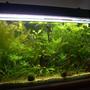 planted tank (mostly live plants and fish)